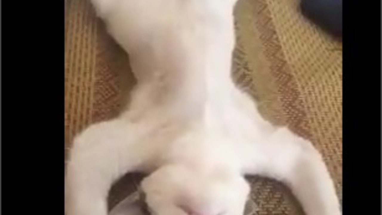 Cute cat is sleeping