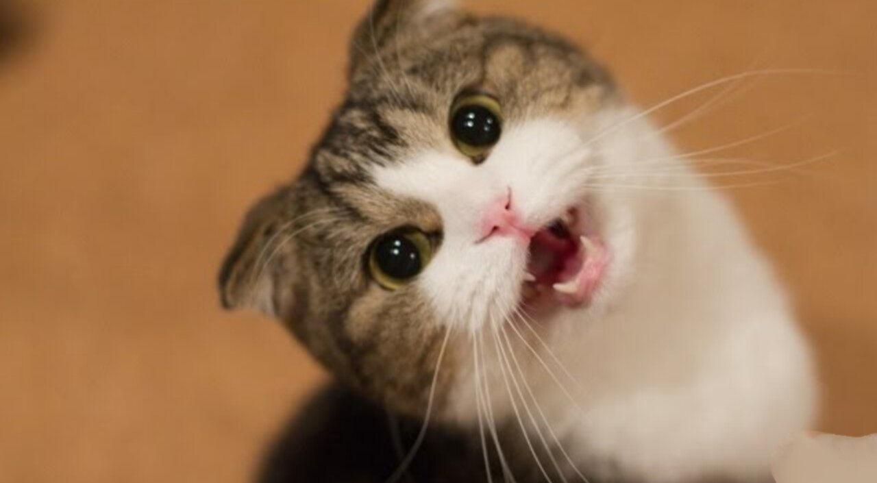 Funny Cats and Kittens Meowing Compilation