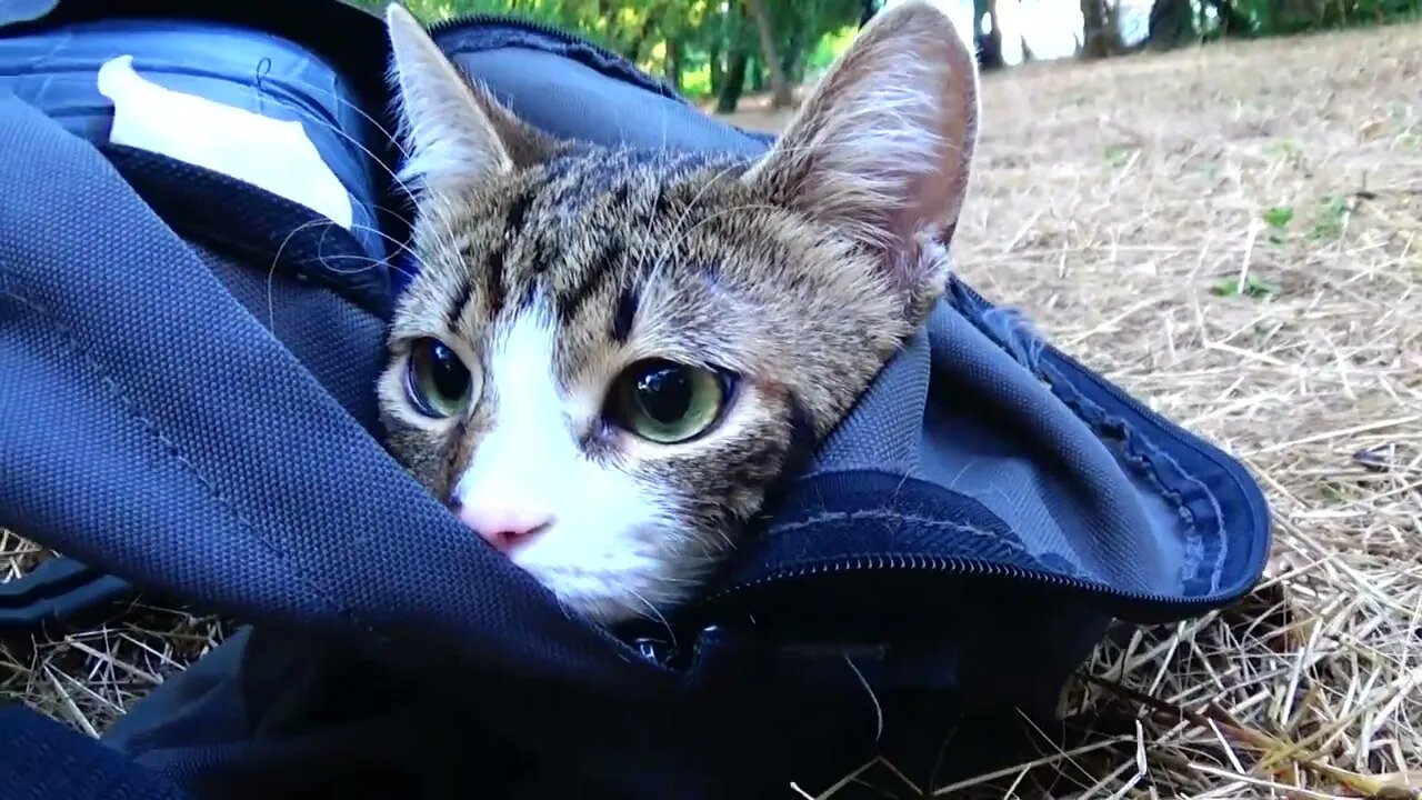 Cute Little Cat Is Fearful to Be Outside of His House