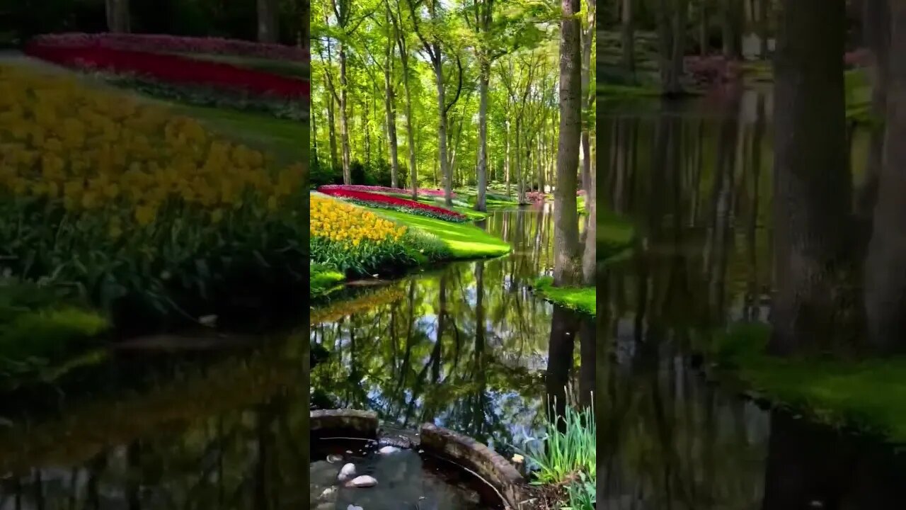 Spring Garden in Netherlands #tulipgarden #amsterdam #netherlands #tulips #viral #reels #shorts