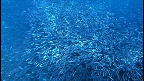 Secret Bay, Aegean Sea, Turkiye. Teeming with fish.
