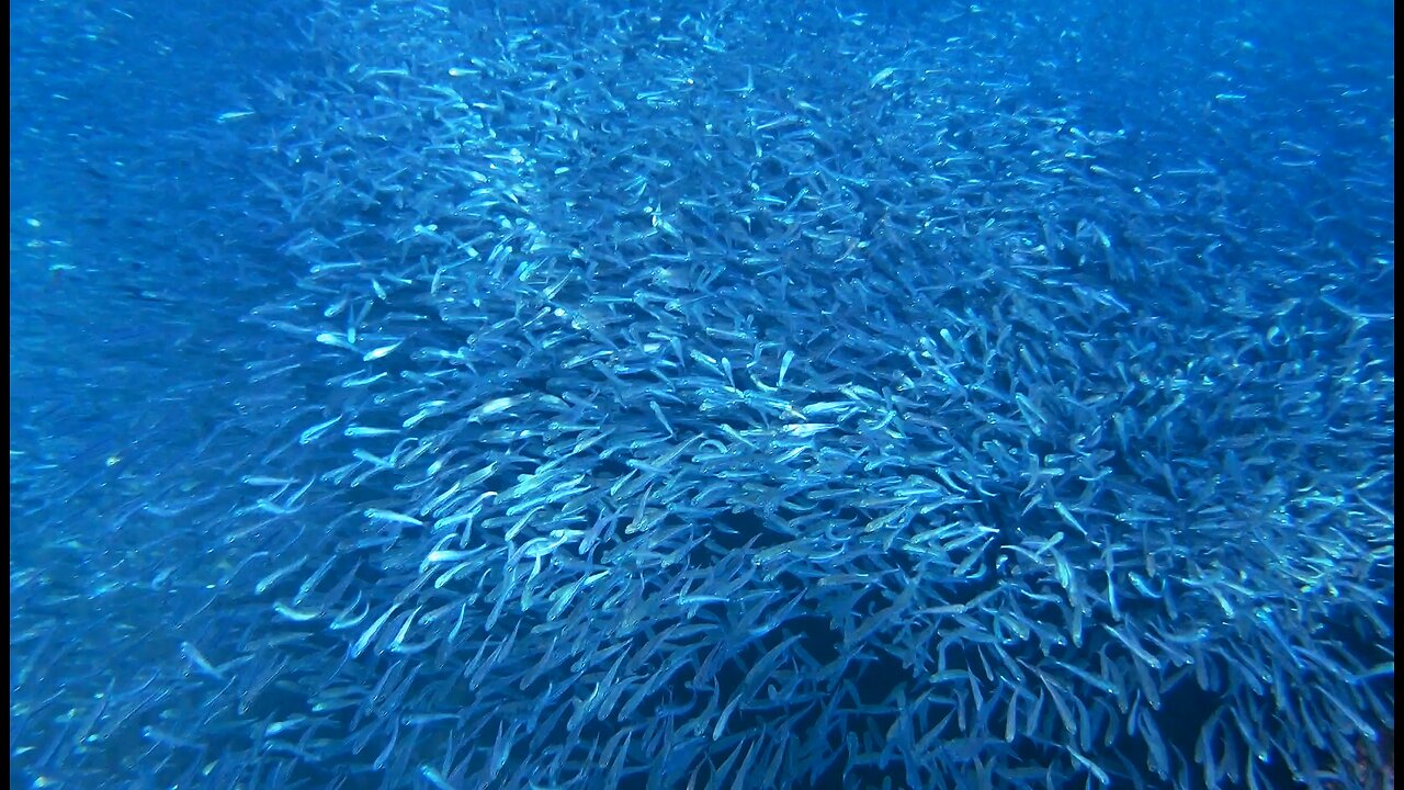 Secret Bay, Aegean Sea, Turkiye. Teeming with fish.