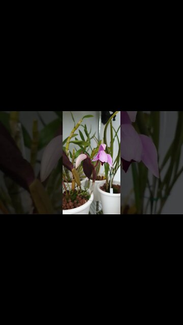 🎉Ta daaa!! 🎉 Don't miss these amazing blooms 👉🏼 #ninjaorchids #cattleya #shorts