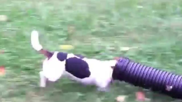 This Dog Loves To Wear A Plastic Tube On His Head