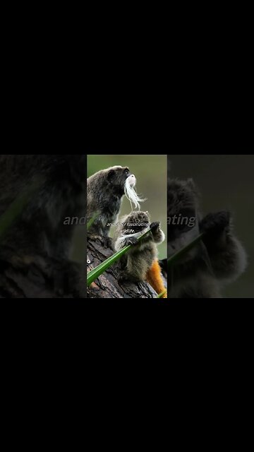 What if the world was covered with rainforest #shorts