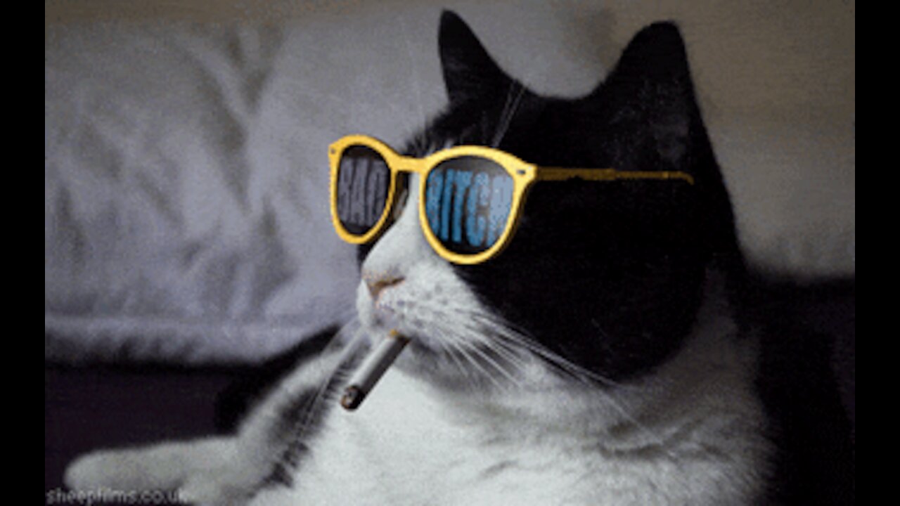 Funny cat video