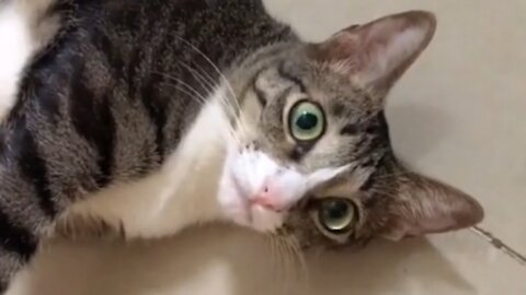 Talk to a little Cat