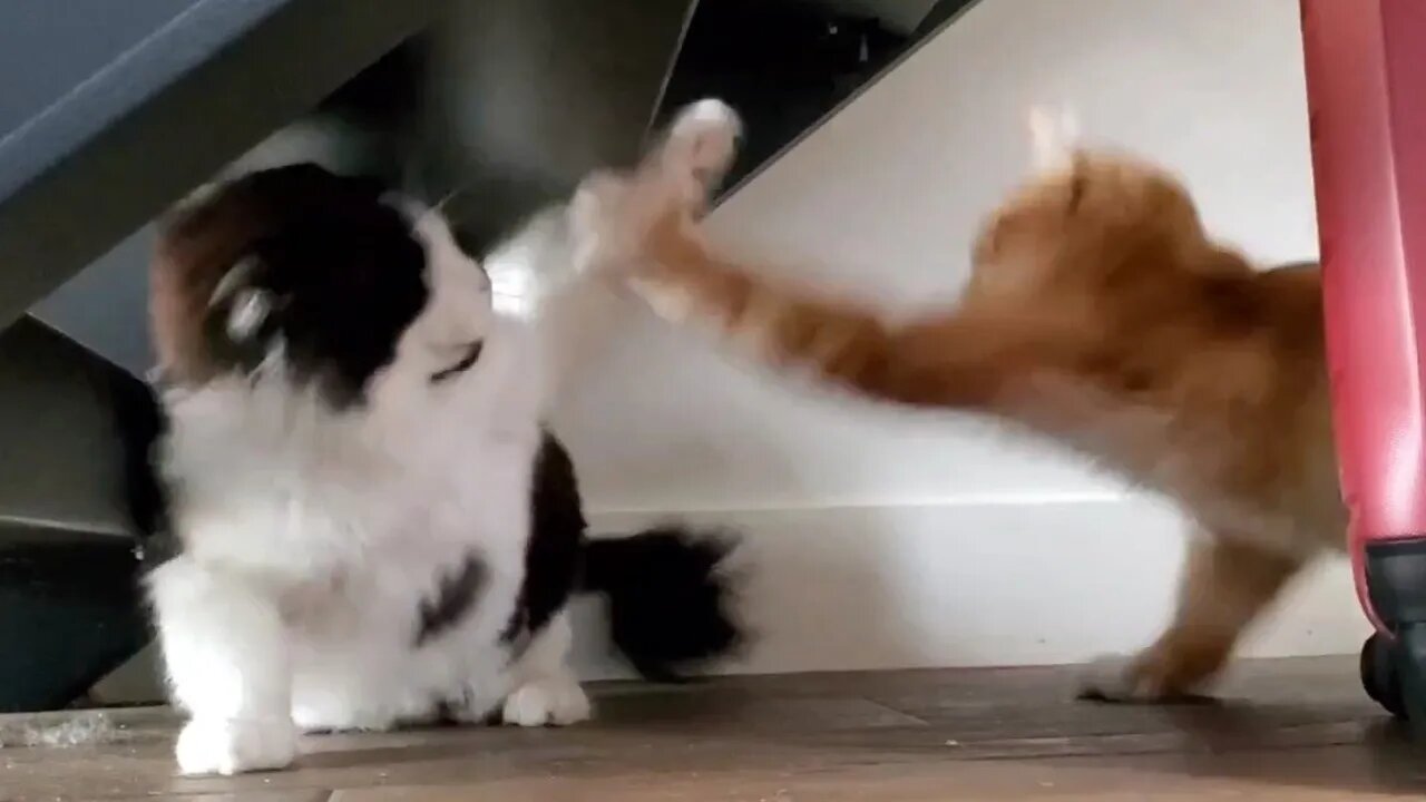 Pussy Cat UFC: Coco 🥥 vs. Lion King 🦁 | Maincoon