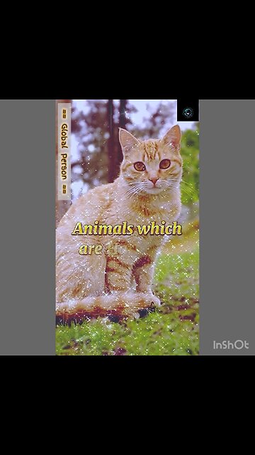 Animals which are Haram to keep