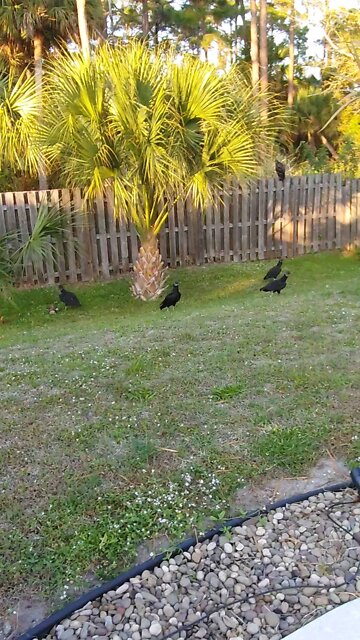 American Black Vulture