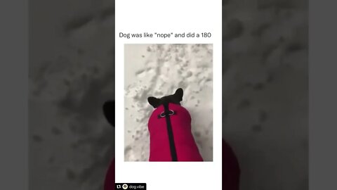 That was fast 😂🐶 #shorts #shortsvideo #dog