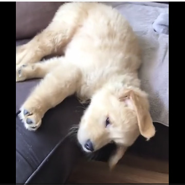 Sweet Puppy Awakes From His Peaceful Sleep By Falling Off A Couch