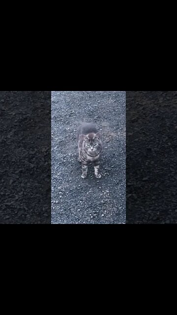 Sweetest cat meows 💕