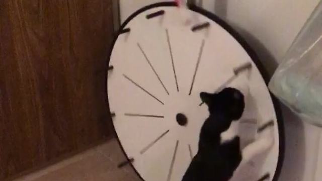 Kitty practices for 'The Price Is Right' by spinning wheel