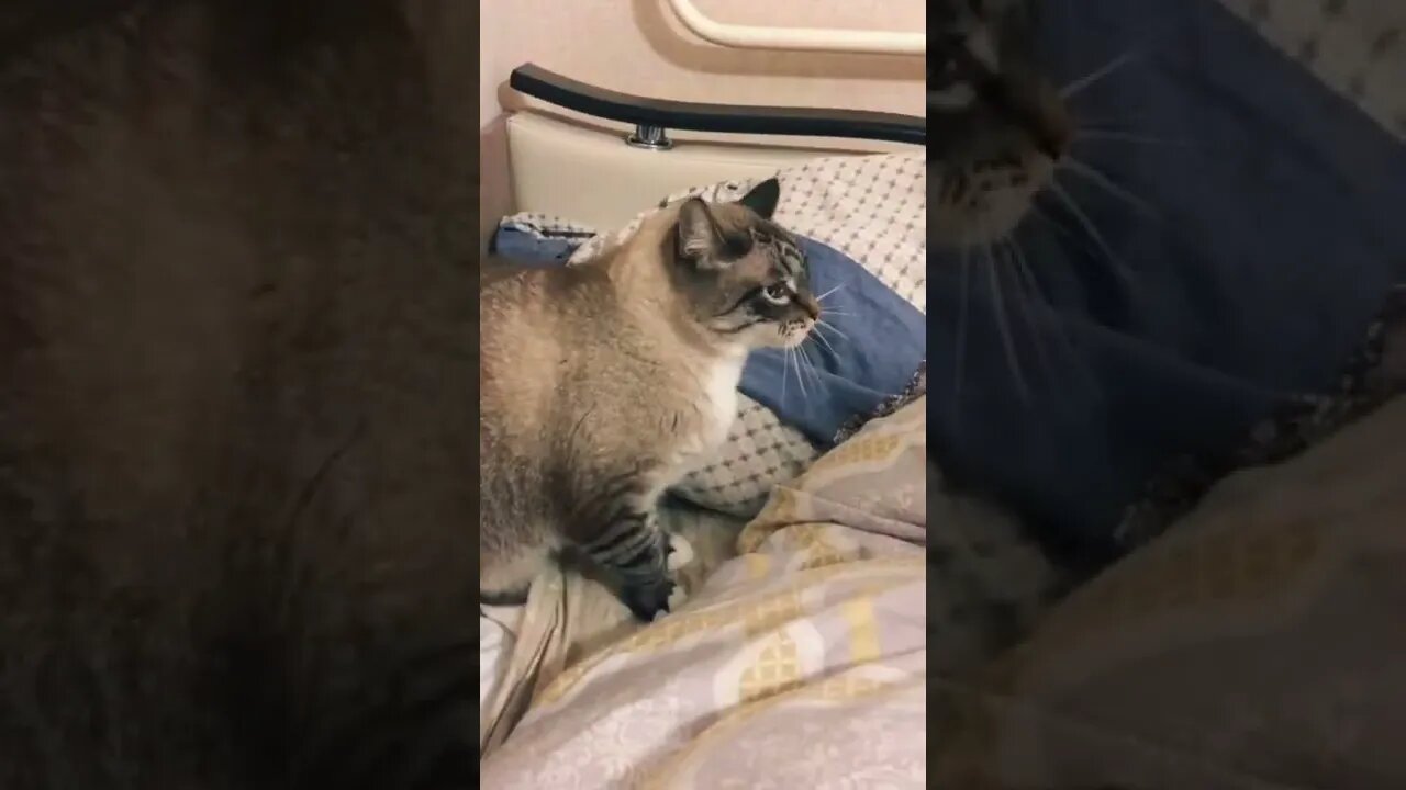 #shorts Смешные Коты Из Тик Тока 206 Funny Cats From Tiktok