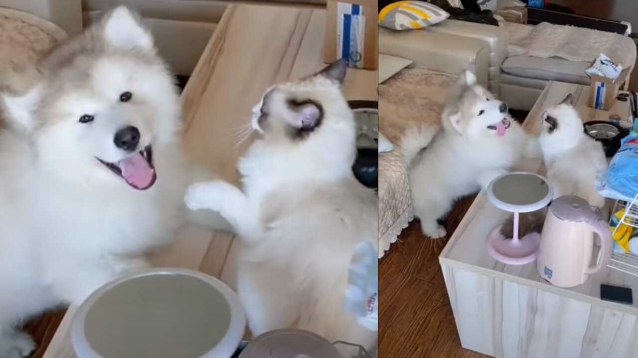 SOO CUTE - DOG AND CAT