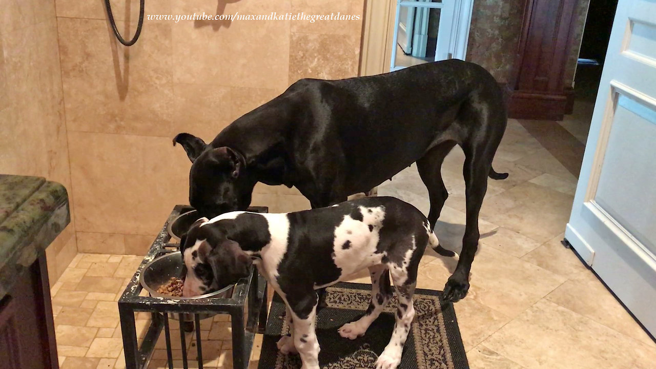 Funny 11 Week Old Great Dane Puppy Loves to Eat