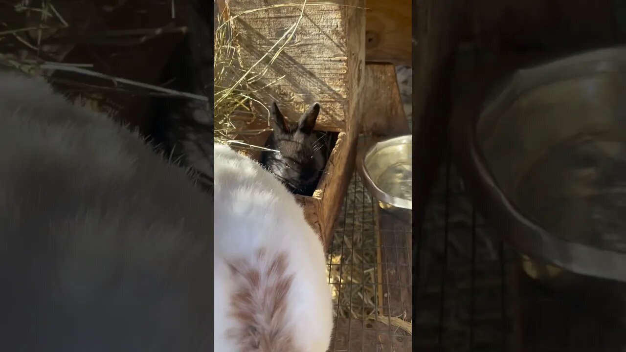 This baby bunny is small enough to FIT INSIDE its food container #shorts #animals