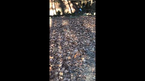 Trail video #9