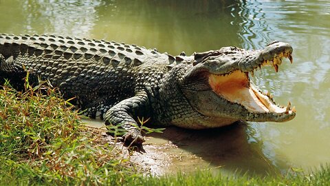 15 Most Dangerouse Crocodiles in The World,Viral Video!!!!