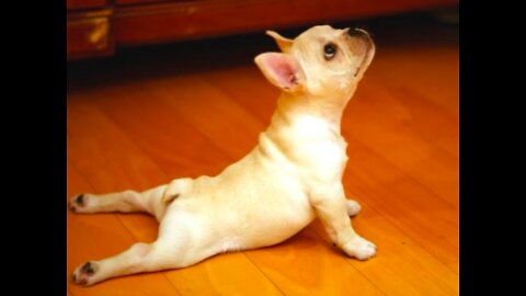 Cutest Animals From TikTok