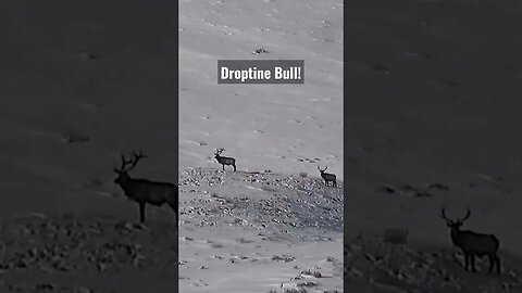 Droptine Bull! #elk #bullelk #shortsvideo #shortsfeed #wyoming #winterrange #hunting #elkhunting