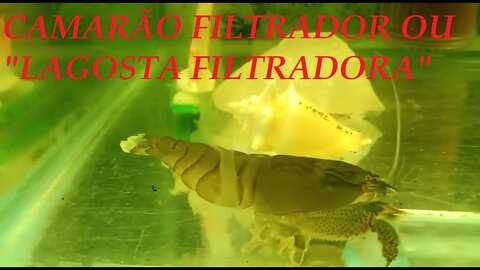Filter shrimp or "filter lobster"