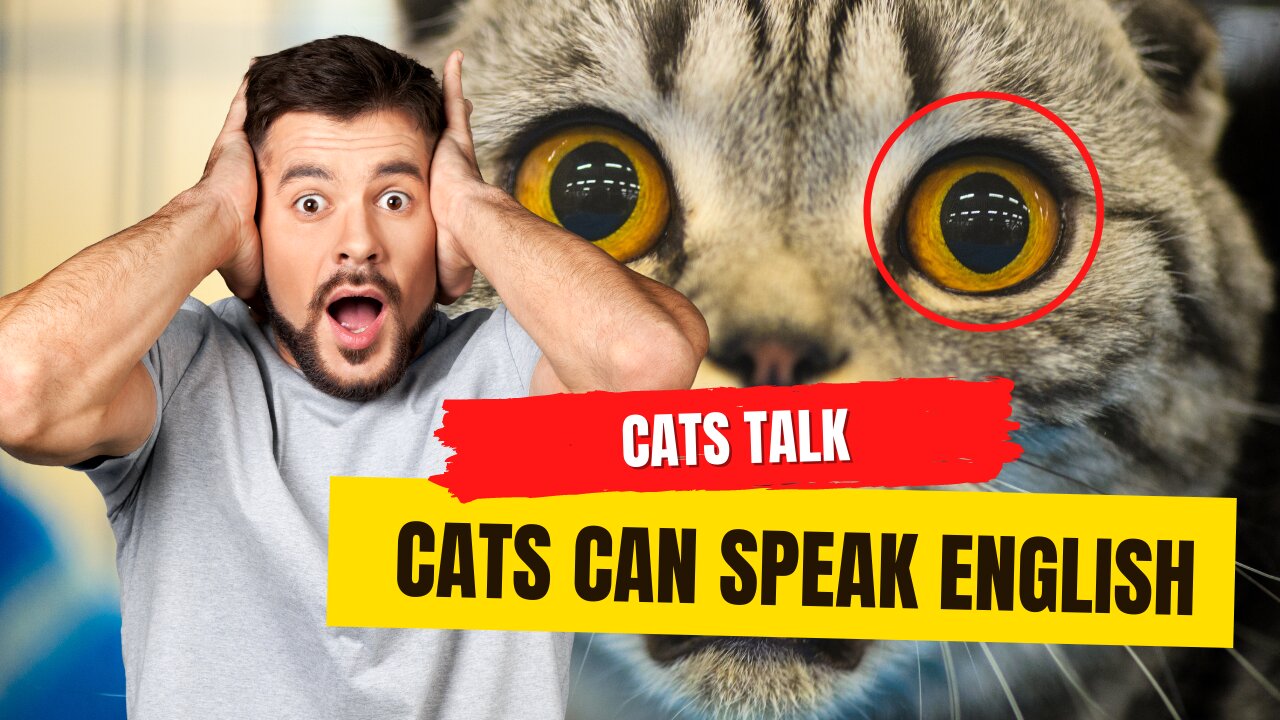 CATS TALKING!! These cats can speak english better than HUMANS