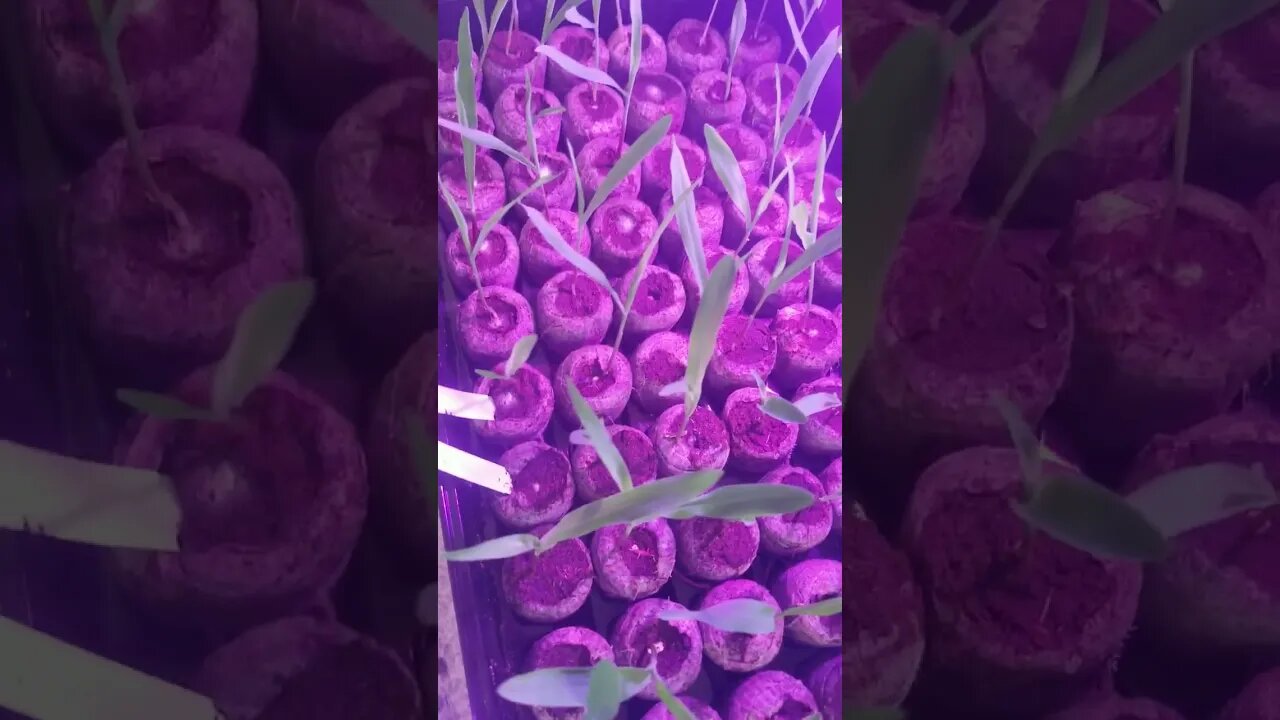 Indoor Corn