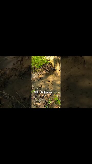 #shorts #dogs #wildlife