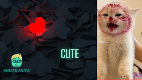 Cute Hilarious Pets | Cute Kitty Got Disturbed During Her Meal