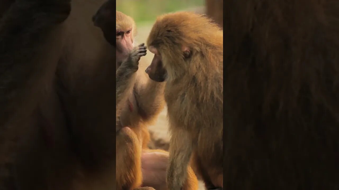 Funny Animals/ Funny Monkeys #29 #Shorts