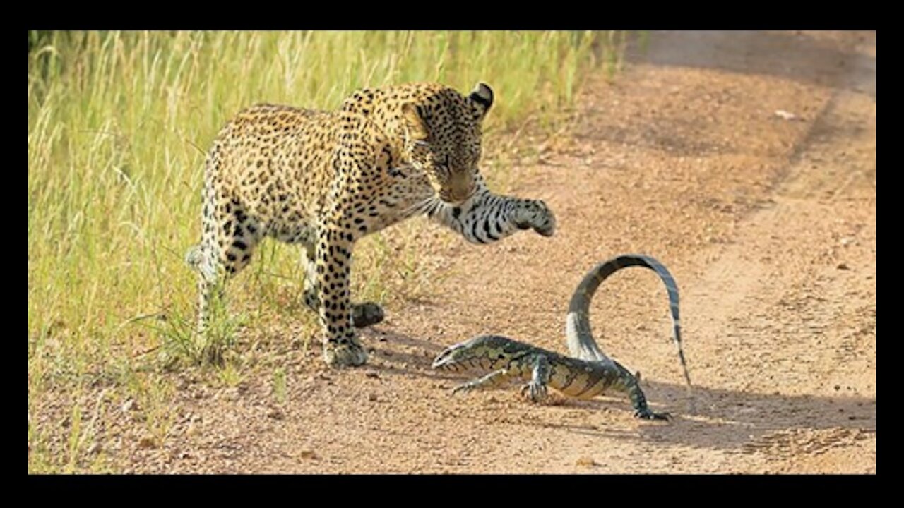 Leopard vs Monitor Lizard Real Fight | Hungry Leopard Hunt Lizard But Fail | Most Amazing Attack