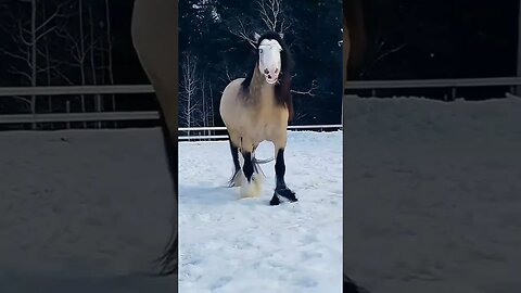 The most BEAUTIFUL horse I ve seen yet! Astounding 😍😍😘😍 #shorts #horse