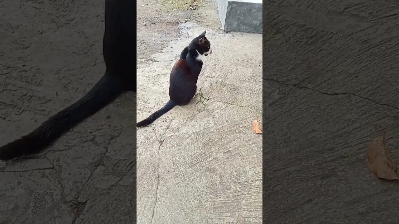 country cat#shortvideo