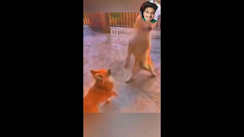 funny animal