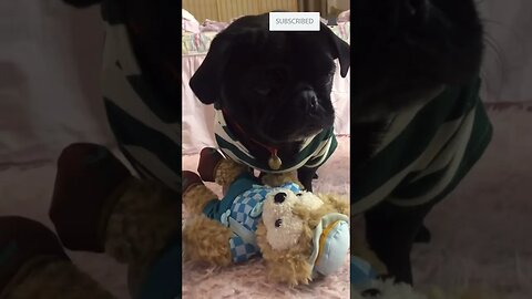 cute pug playing with her toy alone