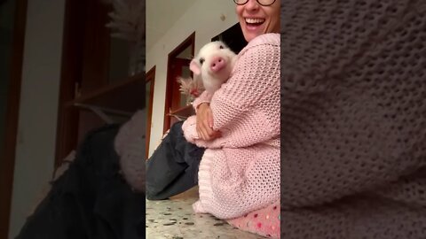 Happy Little Piglet