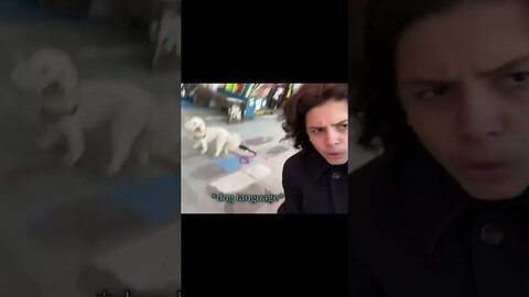 Man mocks dog & gets ATTACKED #shorts #dog