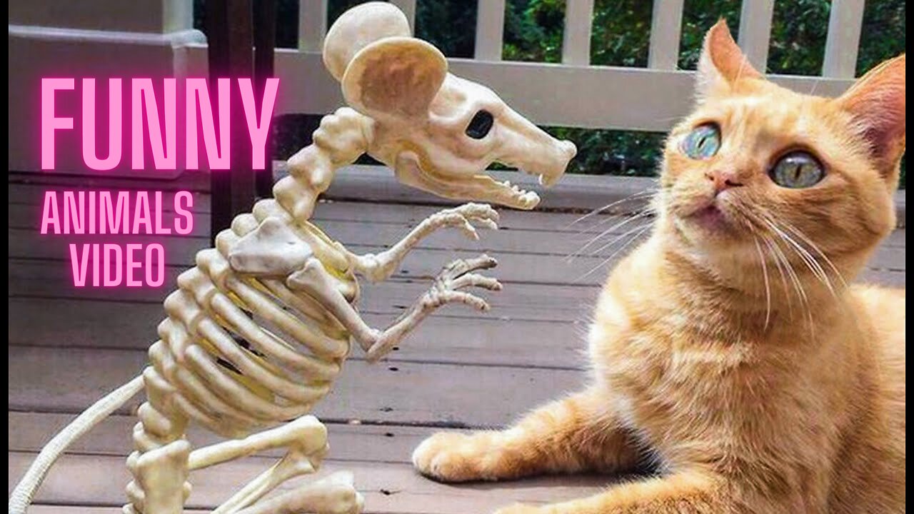 Funny Animals Video-Not Try to laugh (Chalange)