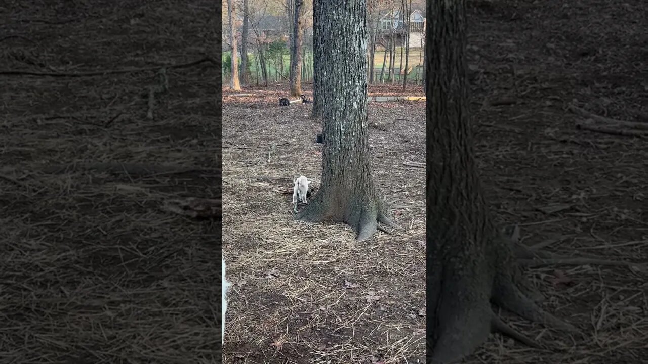 Our three day old baby goat, discovering the yard and meeting his neighbors ￼(the chickens)