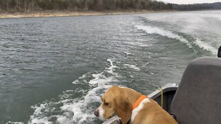 Beagle boat