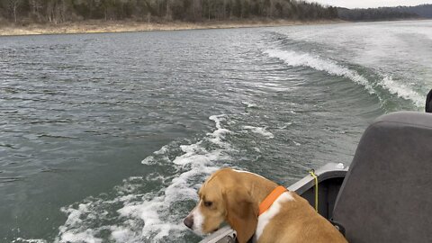 Beagle boat