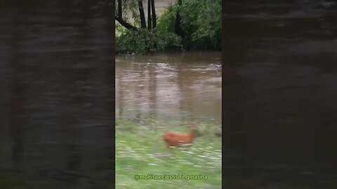 Floods in Slovenia, Dravinja river is flooding 2023 August #shorts #shortvideo #slovenia #floods