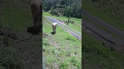 The secret lives of horses