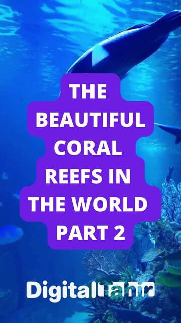 Part 2: The Beautiful Coral Reefs in the World