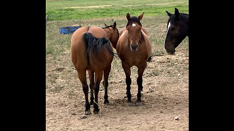 Fly Mitigation for Horses (part 3)