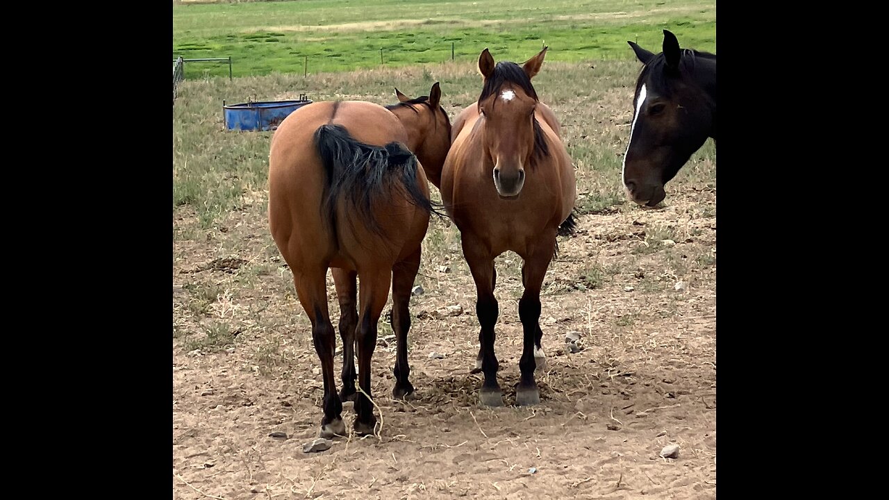 Fly Mitigation for Horses (part 3)