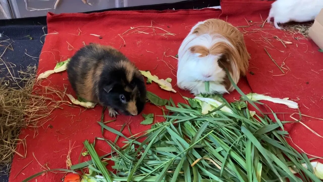 Baby Guinea pig just can sit still