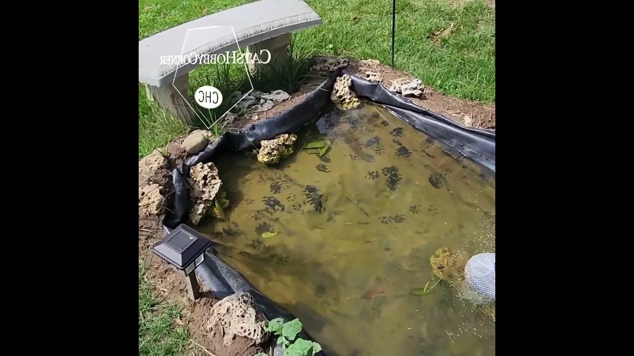 #garden #ponds #Collard #decor & #raccoons - #catshobbycorner